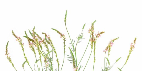 Pink wild flowers on white background. Onobrychis viciifolia, also known as O. sativa or common sainfoin. 