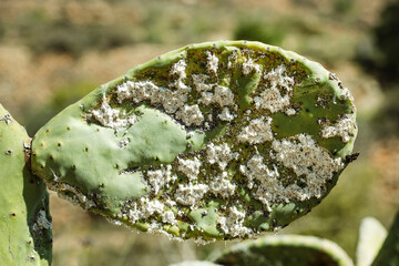Closeup on dying Prickly cactus  (also named Cactus Pear, Nopal, higuera, palera, tuna, chumbera) infested with cochineal scale insects, Dactylopius coccus