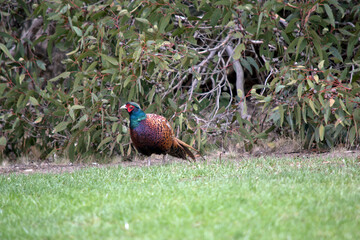 the pheasant is walking around the garden