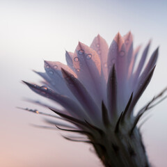 Pink cactus flower with drops and  sky