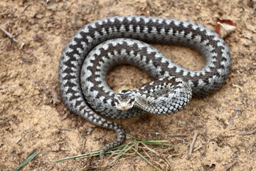 Grey viper or adder venomous snake in attacking or defencive pose rolled in knit on brown spring soil