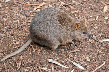 the quokka is looking for food during the drought