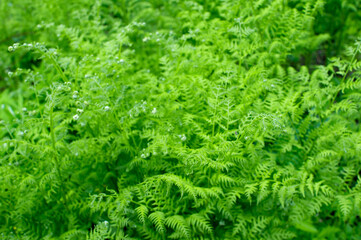 Twisted young fern leaves on a background of bright greenery. Natural background. Small depth of field