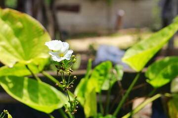 Beautiful fresh jasmine flower. Flowering jasmine bush in sunny summer day. Beauty in nature. Indonesia, March 2020