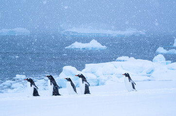 Marching Gentoo penguins in Antarctica