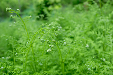 Twisted young fern leaves on a background of bright greenery. Natural background. Small depth of field