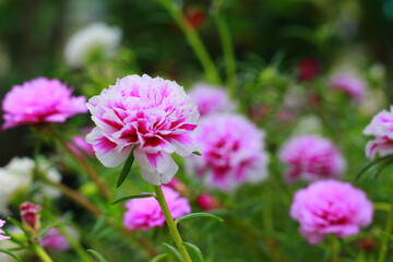 Beautiful pink flowers in garden. Beauty in nature. Indonesia, May 2020