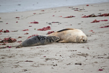 the sea lion is feeding her pup on the beach at seal bay