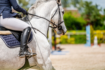 Detail of horse from showjumping competition.