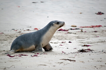 this is a side view of a sea lion