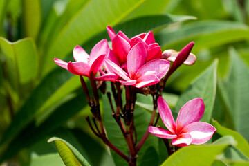 Fototapeta premium Pink Plumeria flowers in natural light