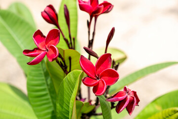Red Plumeria flowers in natural light