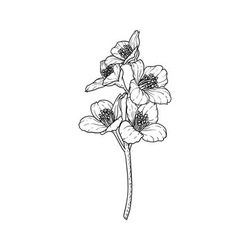 black and white branch flower jasmine outline isolated on background. Hand-draw contour line and strokes branch flowers. Design element for greeting card and invitation