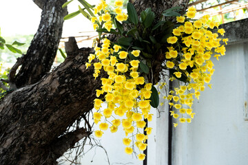Beautiful yellow orchids on the tree in natural light
