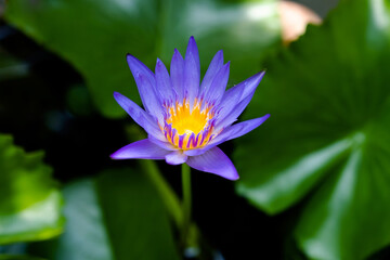 Purple lotus flower and green lotus leaves in natural light