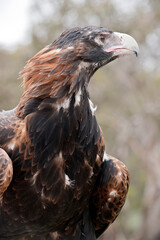 a portrait of a wedge tailed eagle