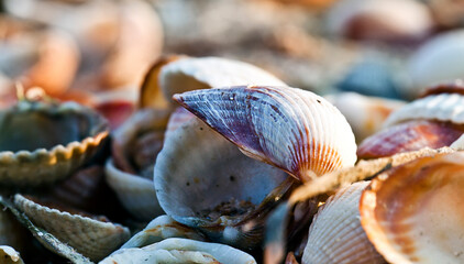Abstract Decorative Dry Seashells