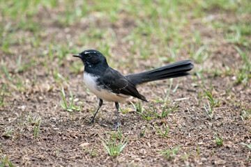 the willy wagtail is looking for food on the grass