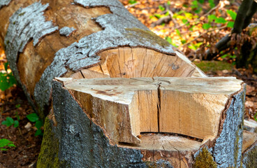 Fototapeta premium Baumfällung