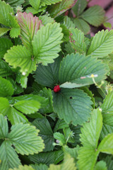 Strawberry bush in the garden. Green leaves. New crop of fresh berries growing in the garden. Gardening concept.