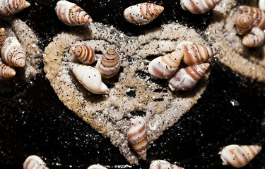 Abstract Decorative Dry Seashells