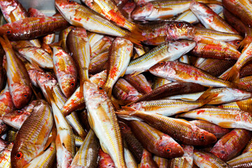 Raw Fresh Seafood Fishes on Market