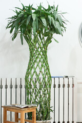 Decorative wicker vase from a bamboo plant