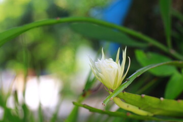 White orchid flower and buds. Beauty in nature. Indonesia, March 2020