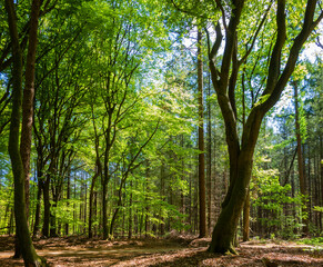 Fototapeta na wymiar Forest landscape near Putten, Netherlands 
