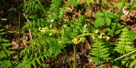 Close up of new leave of royal fern
