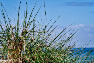 Dünengras vor blauem Himmel