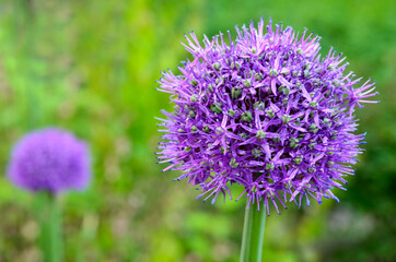 Allium giganteum or Ornamental onion flowers in the garden.Decorative flowering plants concept.
Selective focus.