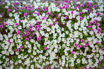 background many colors of petunias of different colors