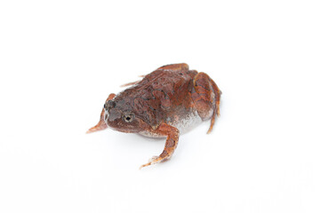 Bullfrog isolated on white background.