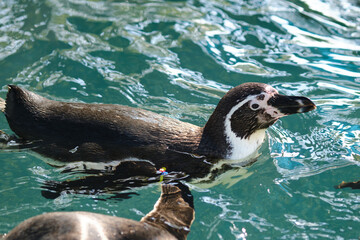 Naklejka premium close up Humboldt penguin (Spheniscus humboldti) or South American penguin.