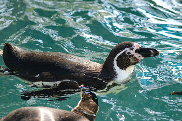 close up Humboldt penguin (Spheniscus humboldti) or South American penguin.