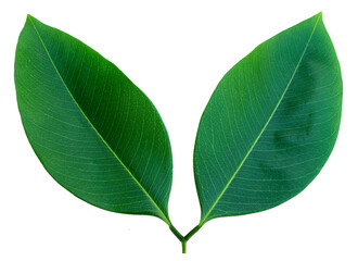 The leaves on the white background