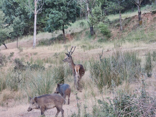 A deer and wild boars in the Sierra de Cazorla, Segura and Las Villas. Jaén. Andalusia. Spain