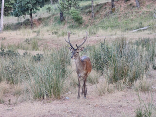 A deer in the Sierra de Cazorla, Segura and Las Villas. Jaén. Andalusia. Spain