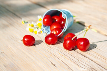 
ripe juicy cherries scattered from a small decorative bucket on a wooden table in the garden on a sunny day