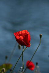 Isolated red poppy flower on the water