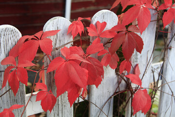 creeper with red leaves in autumn