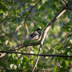 blue tit fledgling on a branch