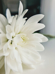petals of white chrysanthemum macro
