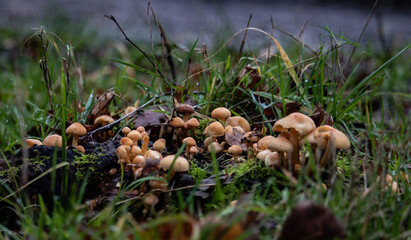 mushrooms in the forest floor