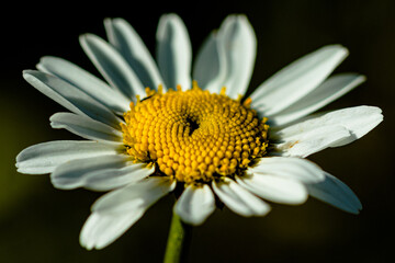 Macro photo of pistils of blooming leucanthemum flower