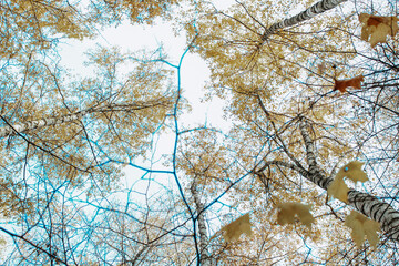 Yellow trees and clear blue sky. View from below in the autumn forest