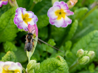 A bee on a primrose flower. Pollination of flowers and plants. Bee close-up.