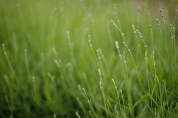texture, wallpaper blades of grass with buds