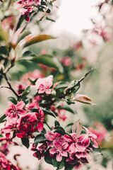 background floral, pink Apple flowers - 354307092